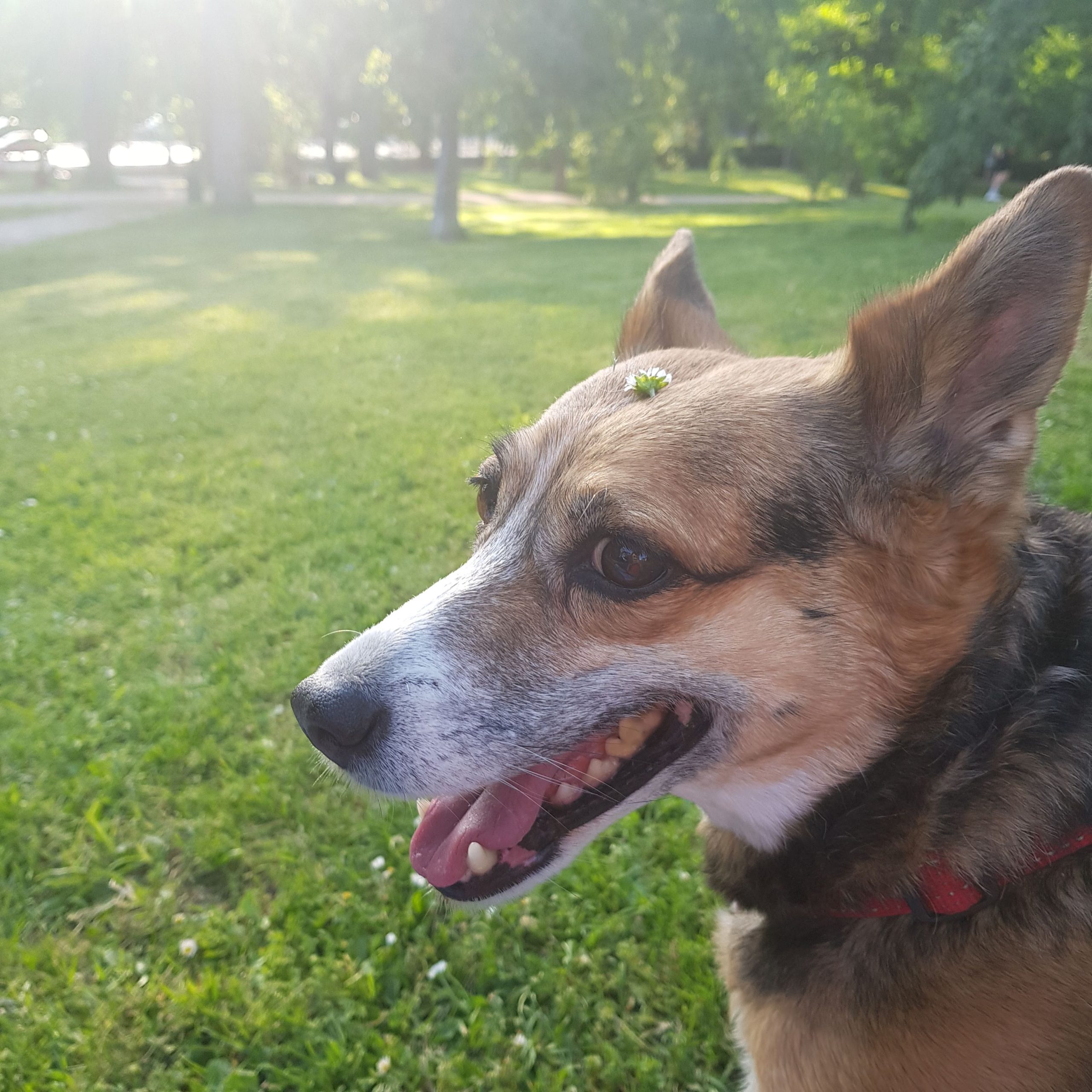Perro anciano y feliz