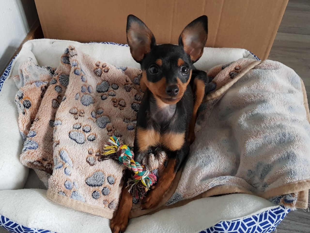 Cachorros